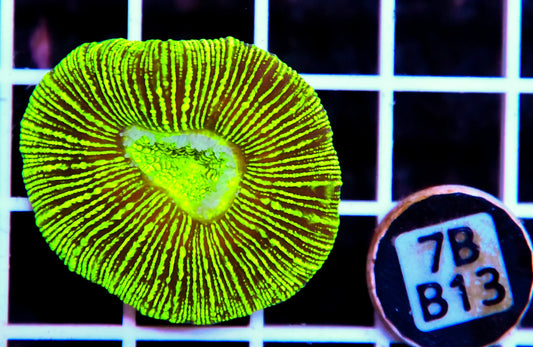 Trachy NEON AUS