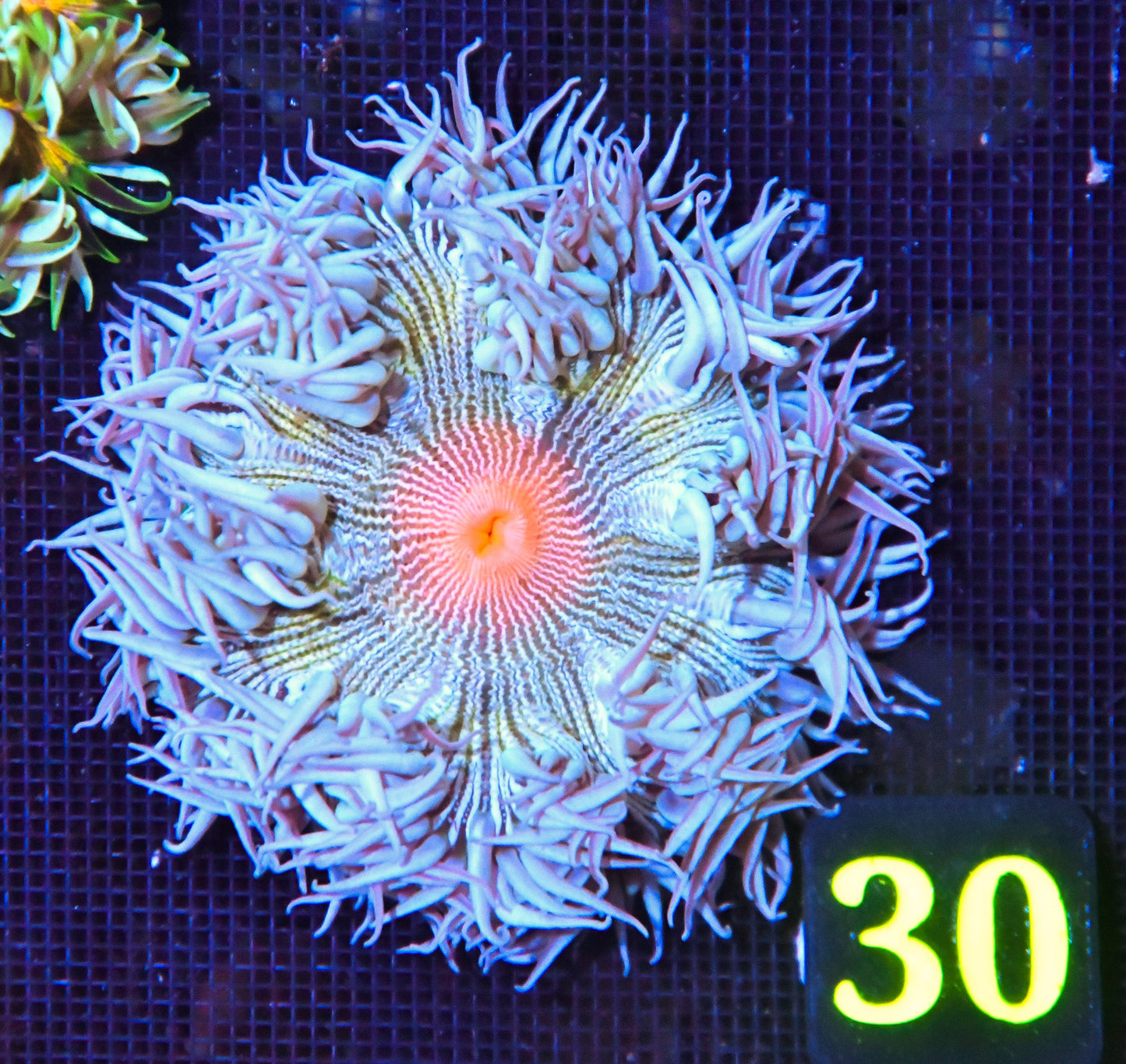 Rock Flower Anemone