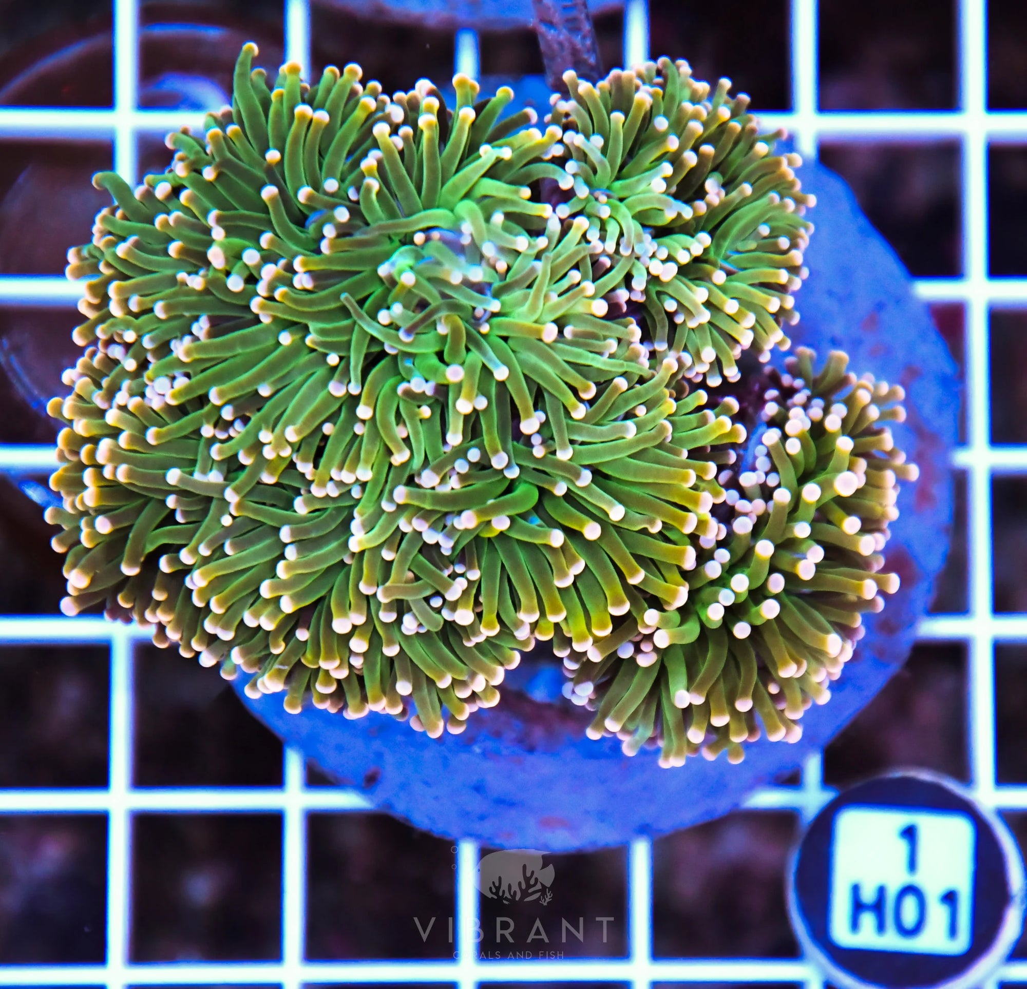 Torch INDO