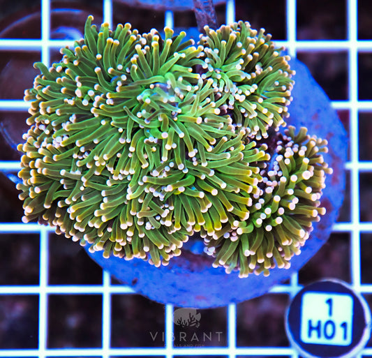 Torch INDO