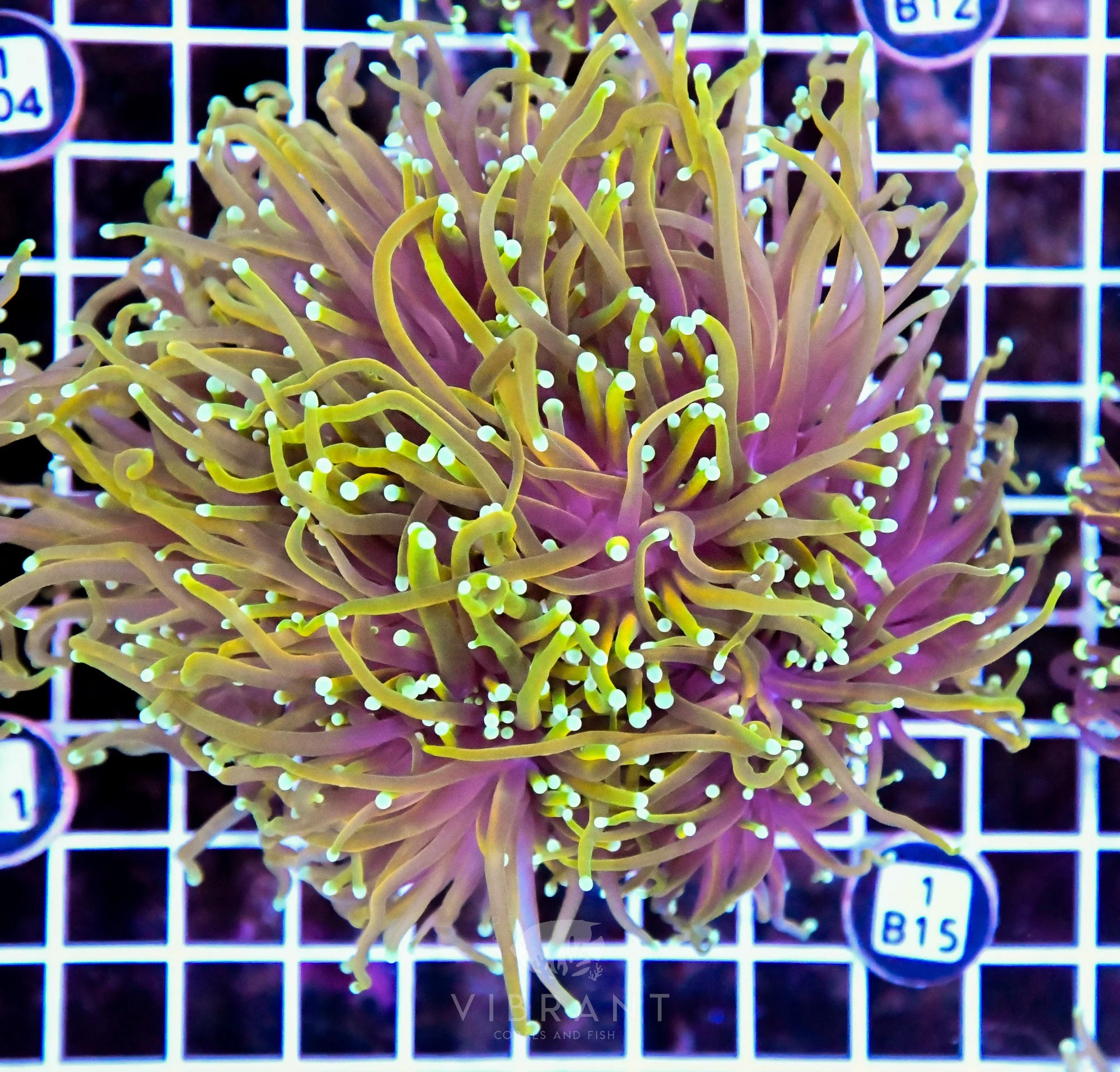 Torch INDO Colony