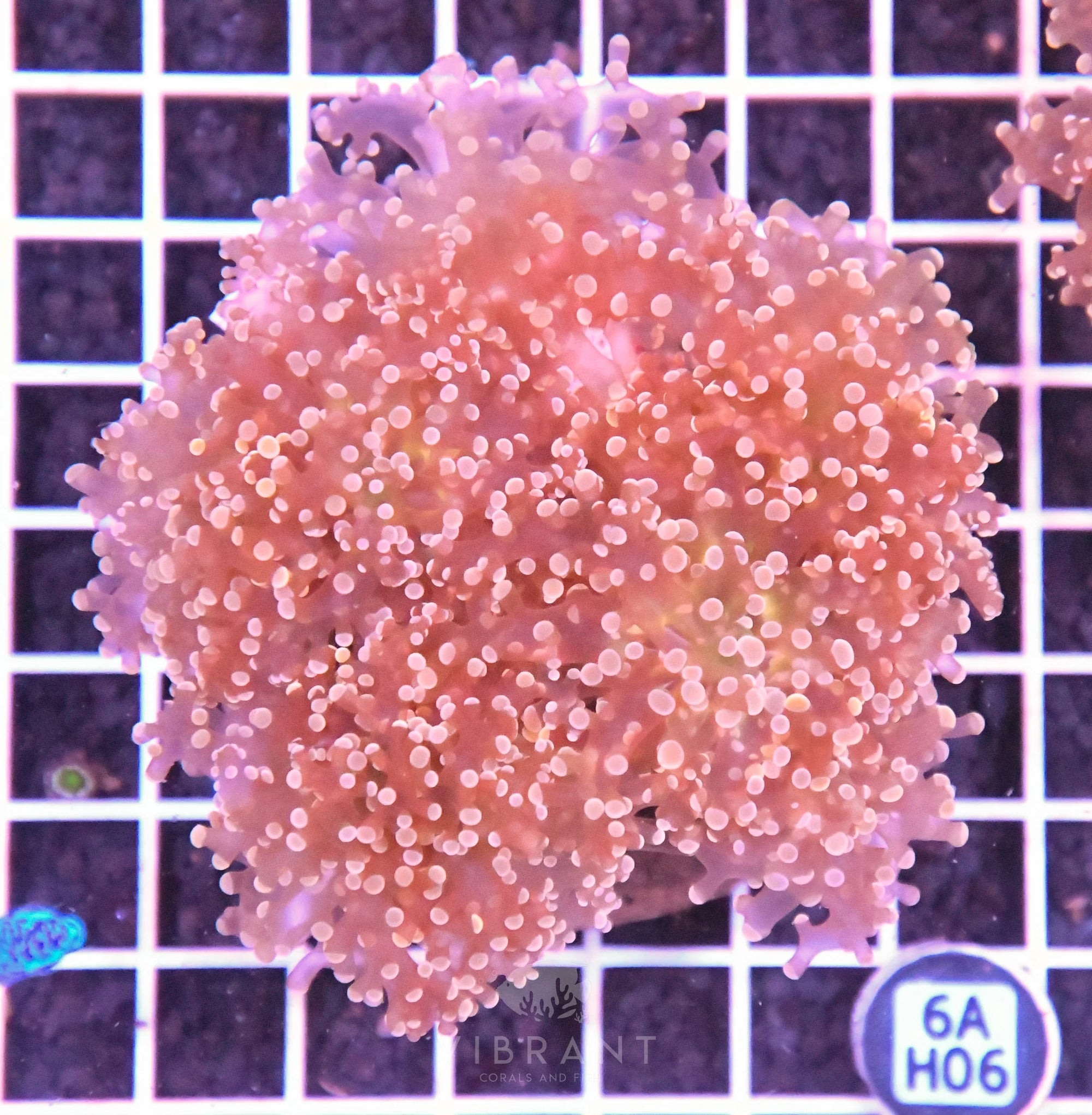 Octospawn Branching INDO