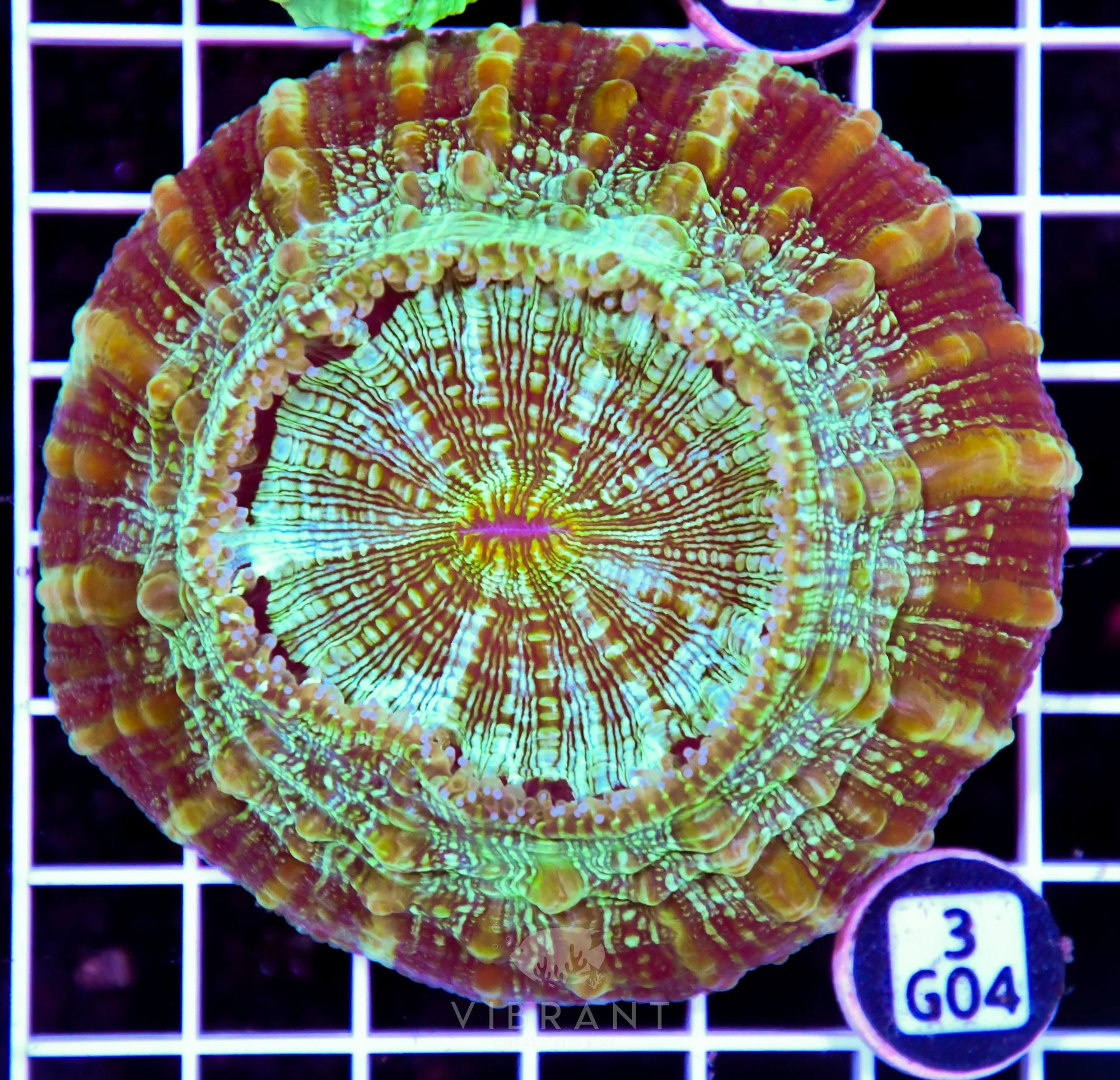 Acanthophyllia AUS