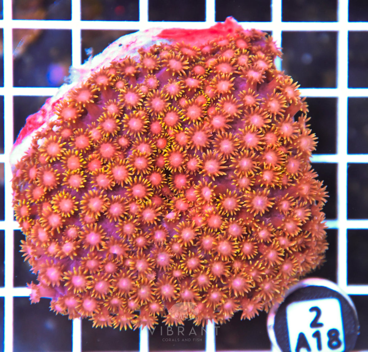 Goniopora INDO