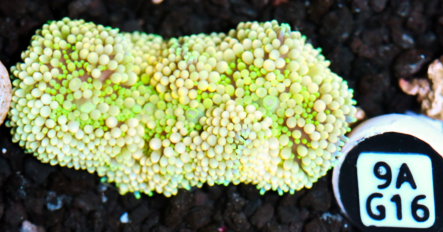 Ricordea Mushroom