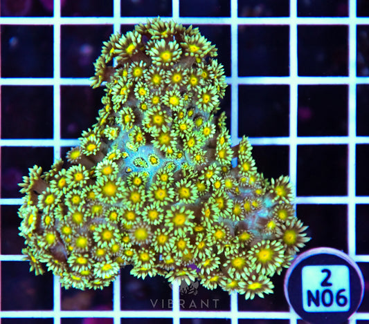 Goniopora INDO W