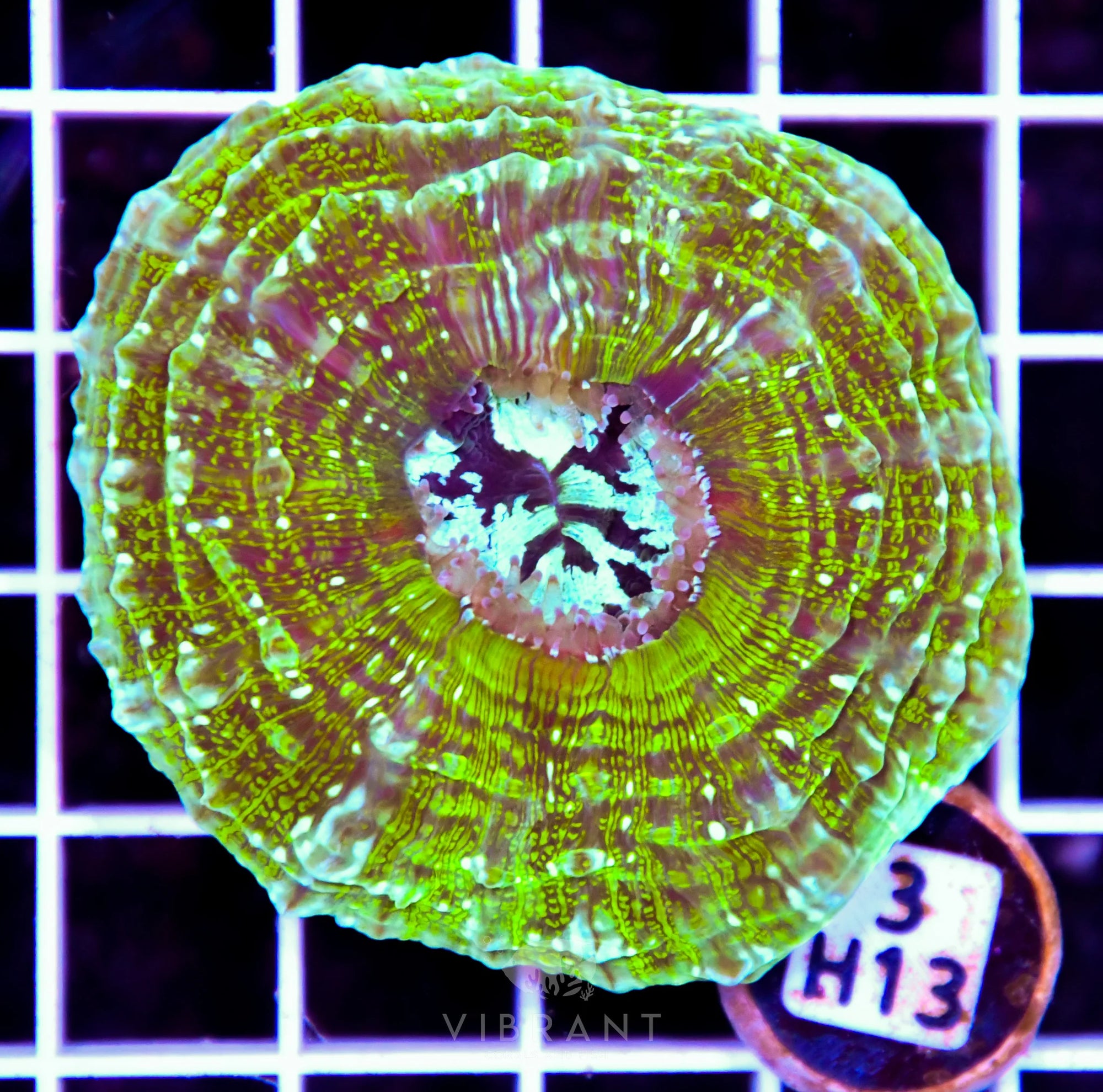 Acanthophyllia AUS