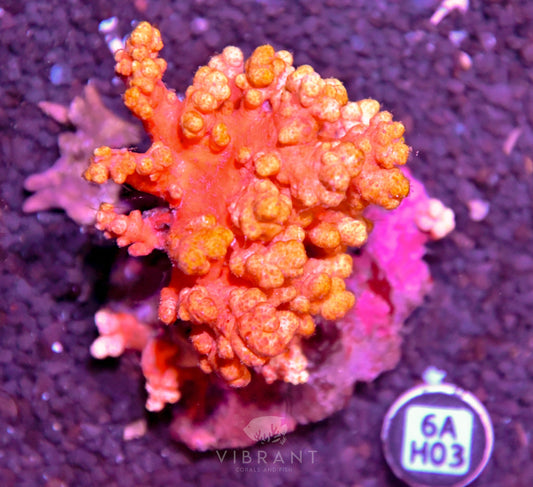 Carnation Coral INDO W