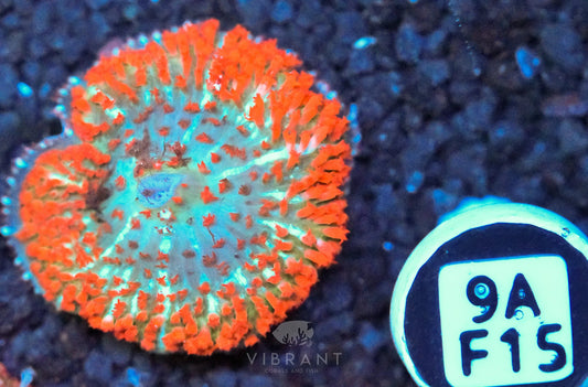 St Thomas Mushroom