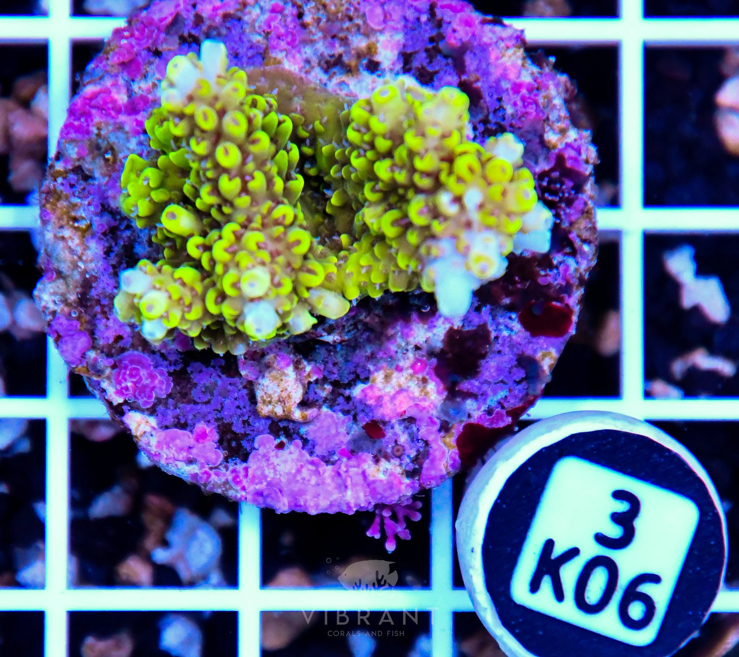 Acro Tiny INDO
