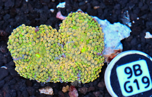 Ricordea Mushroom