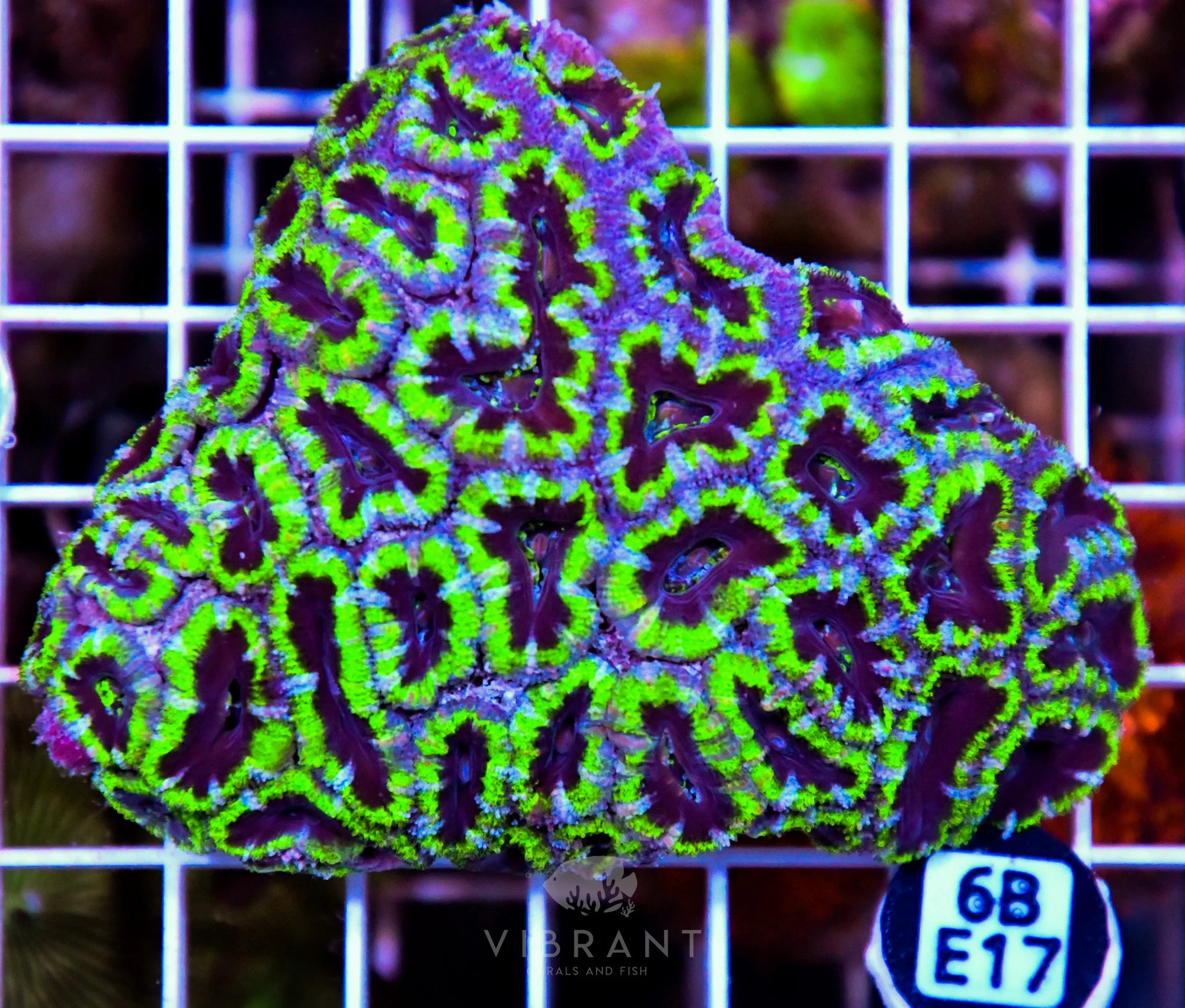 Acan Lord AUS