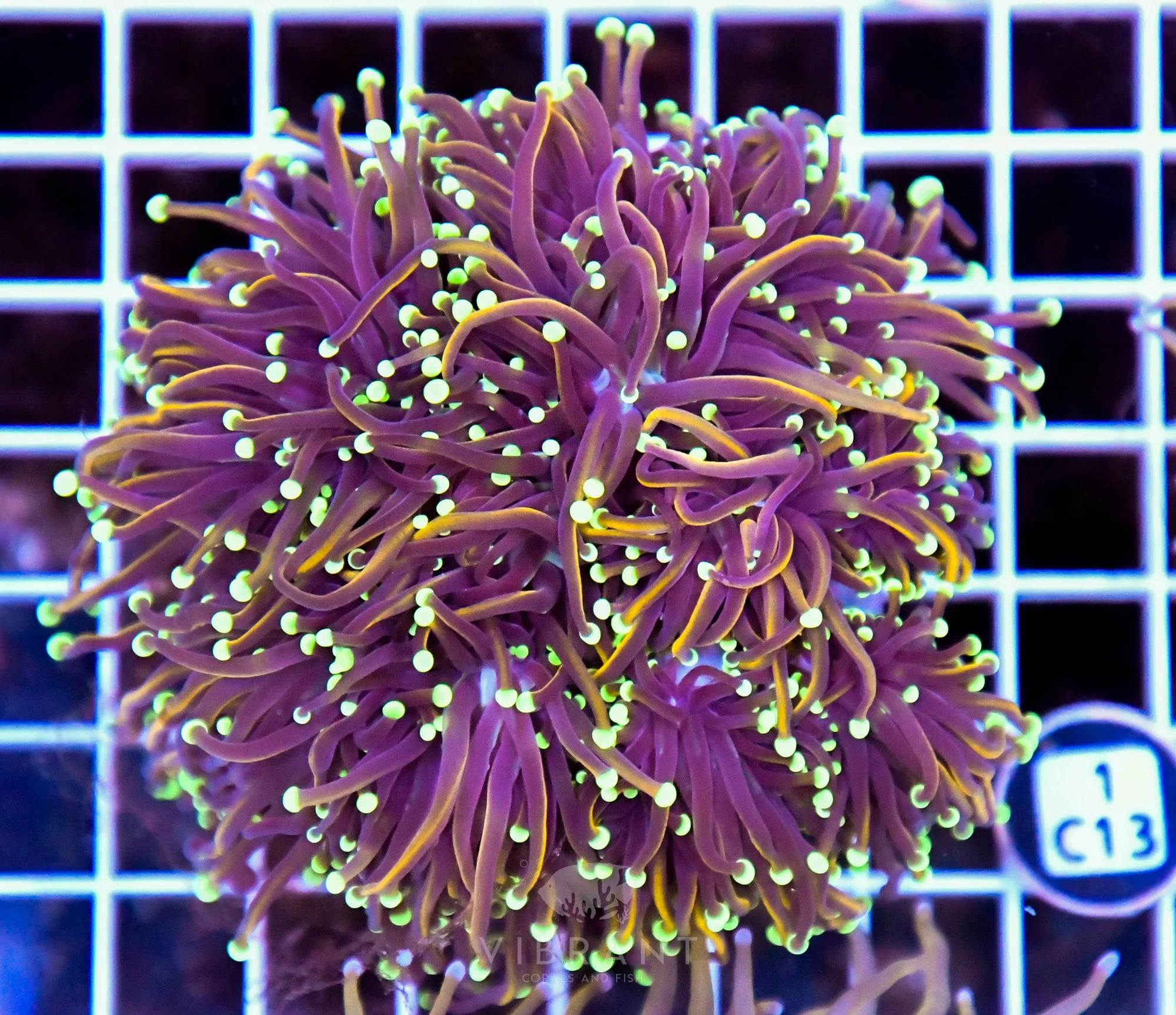 Torch INDO Colony