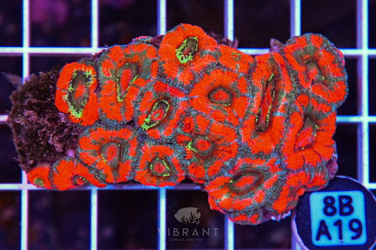 Micromussa WAUS
