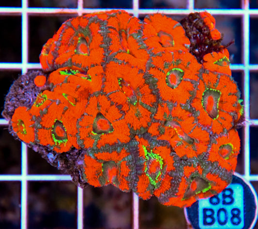 Micromussa WAUS