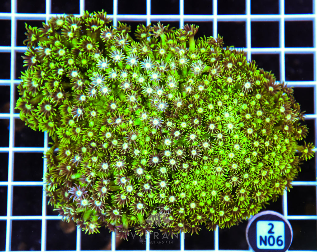 Goniopora AUS