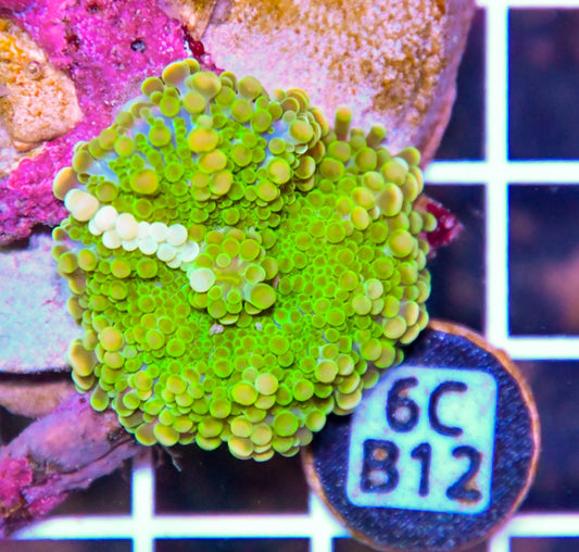 Mushroom INDO