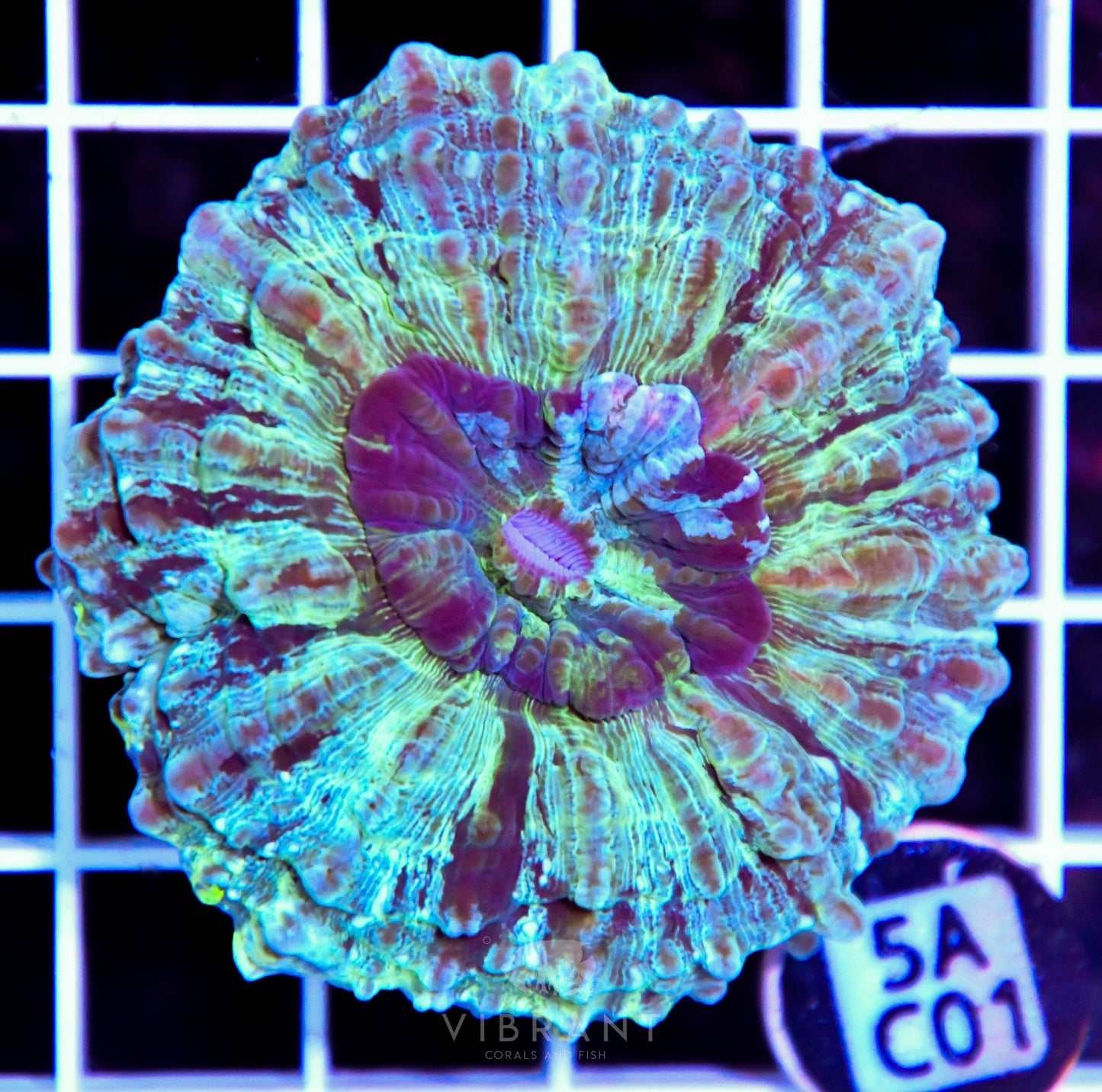 Acanthophyllia AUS