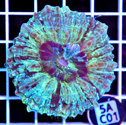 Acanthophyllia AUS
