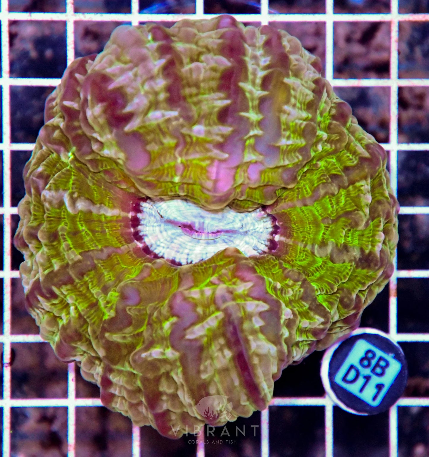 Indophyllia INDO W