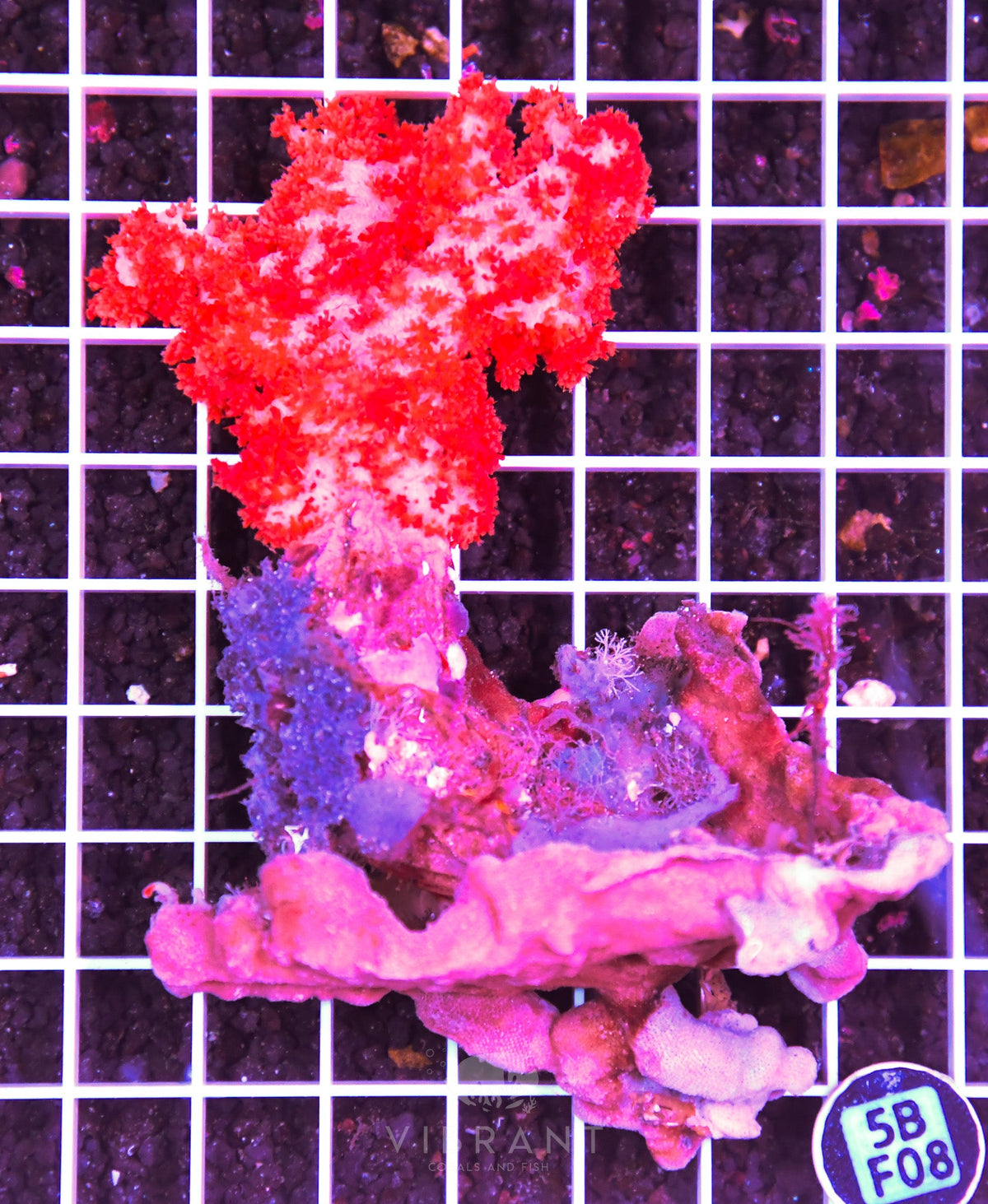 Carnation Coral INDO