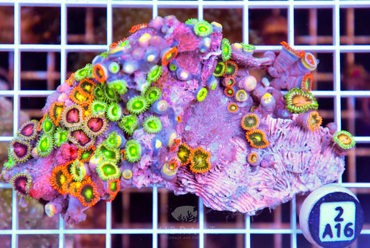 Zoa AUS