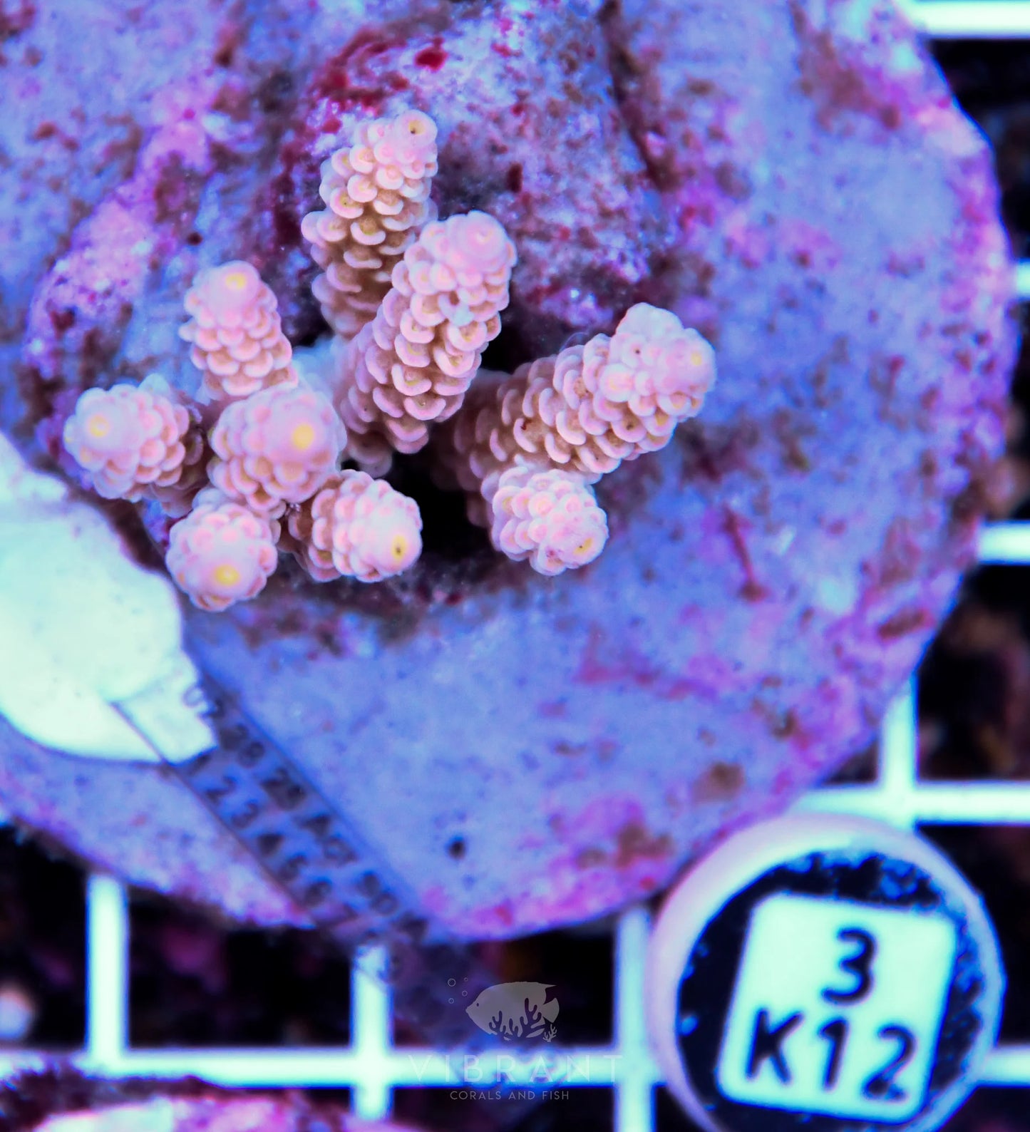 Acro INDO
