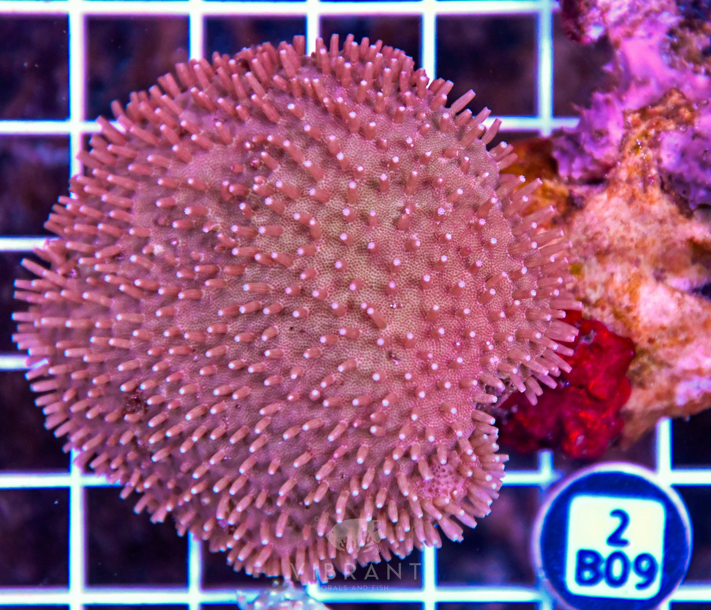 Leather INDO W