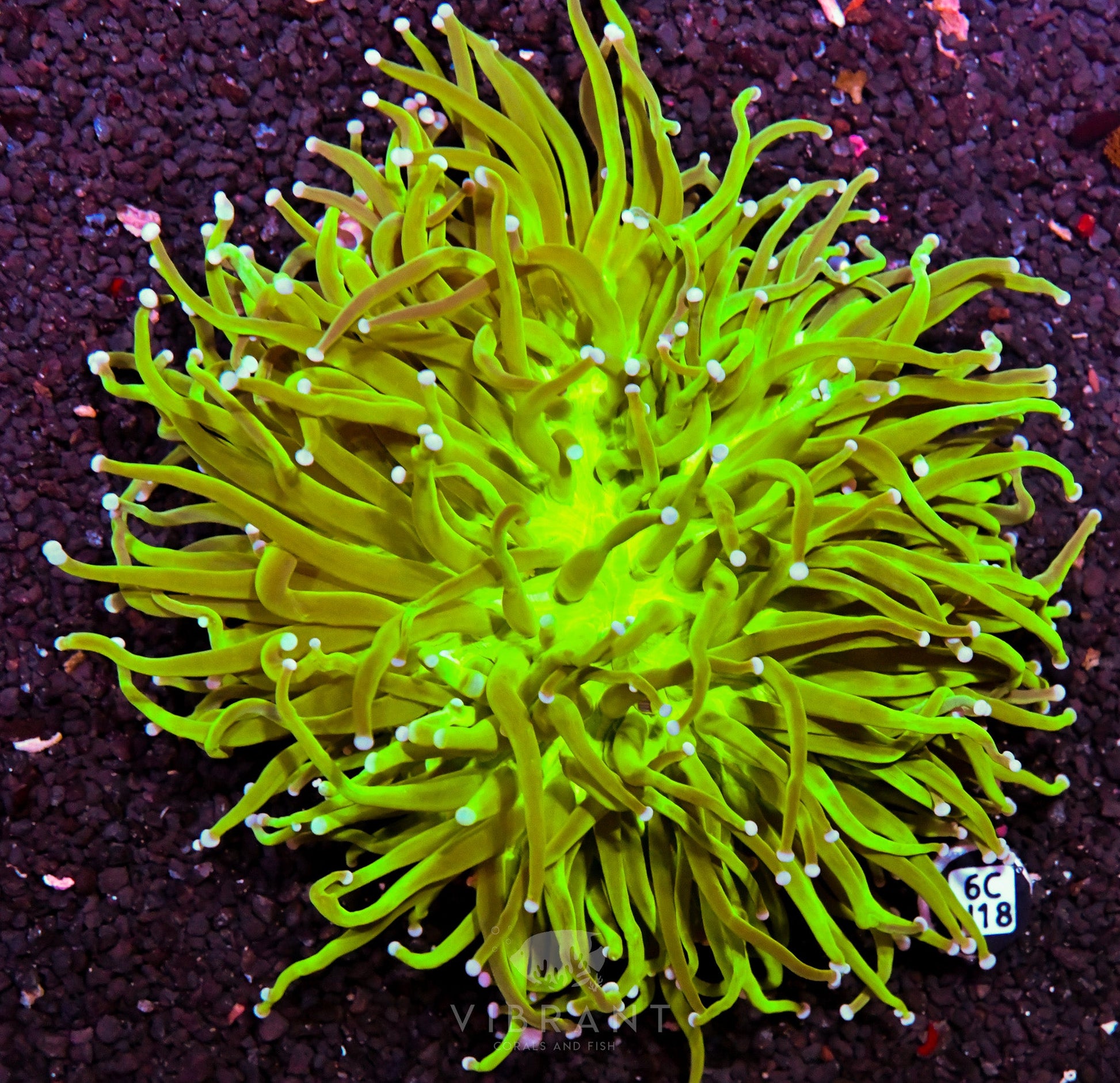 Heliofungia AUS