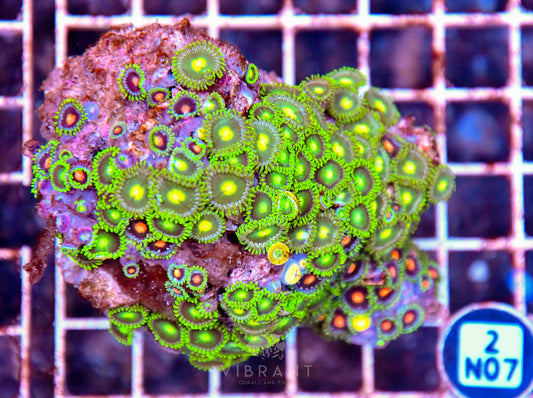 Zoa AUS