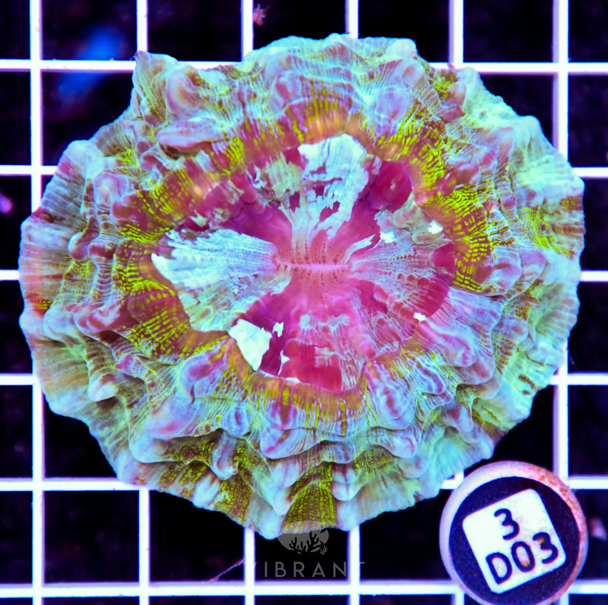 Acanthophyllia AUS