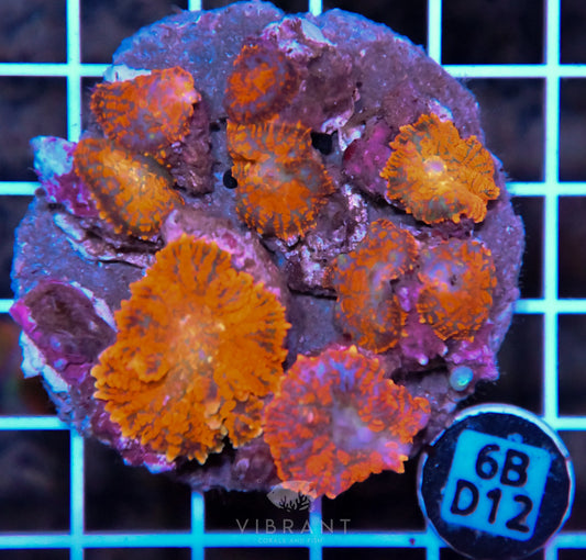 Mushroom INDO