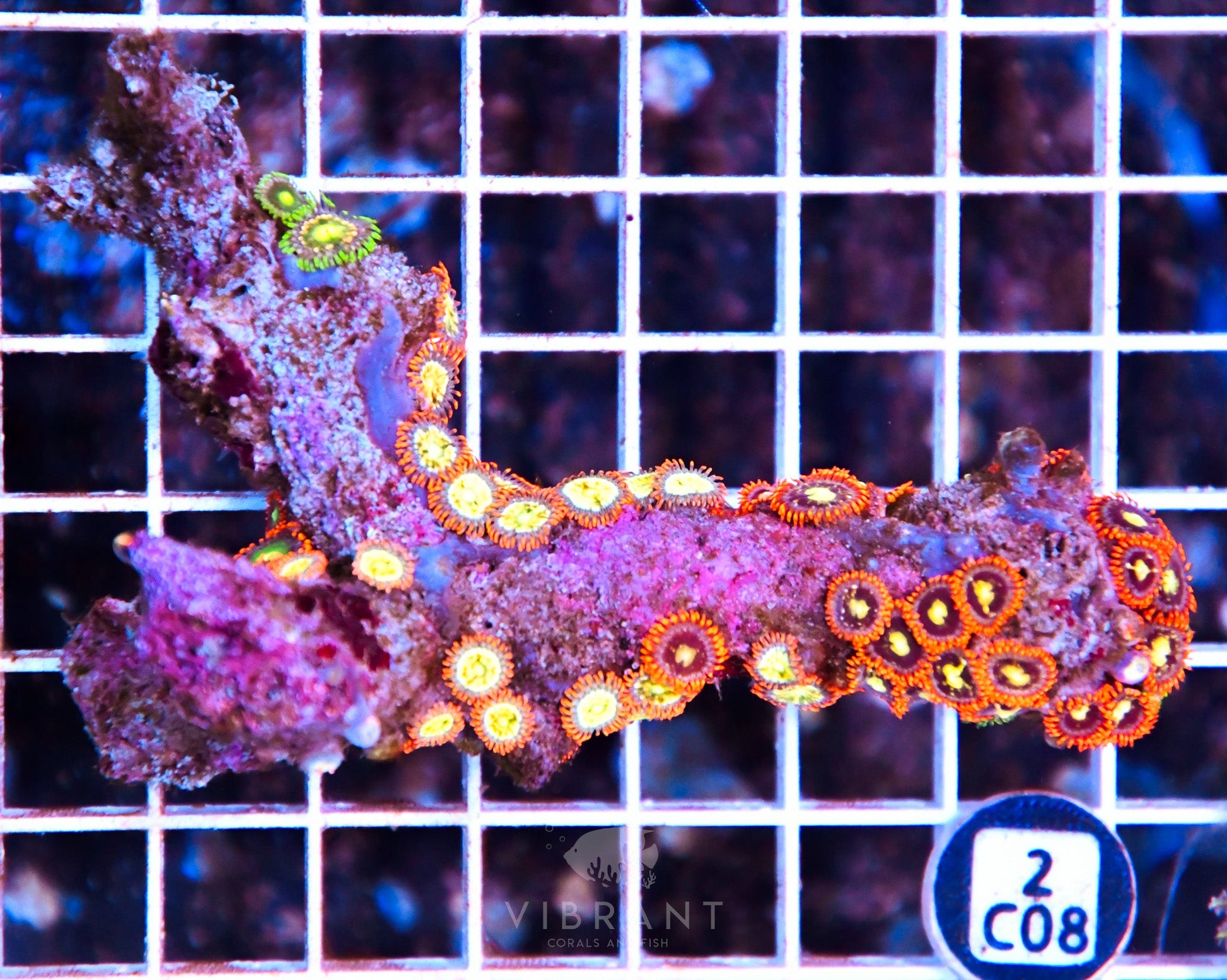 Zoa AUS