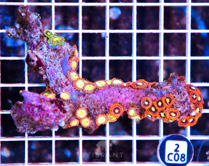 Zoa AUS