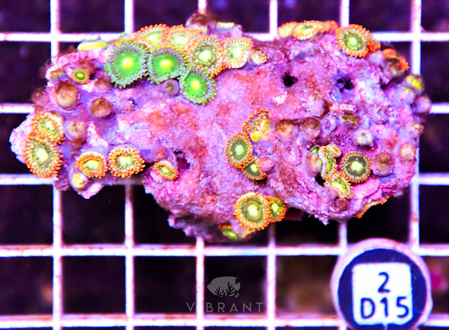 Zoa AUS