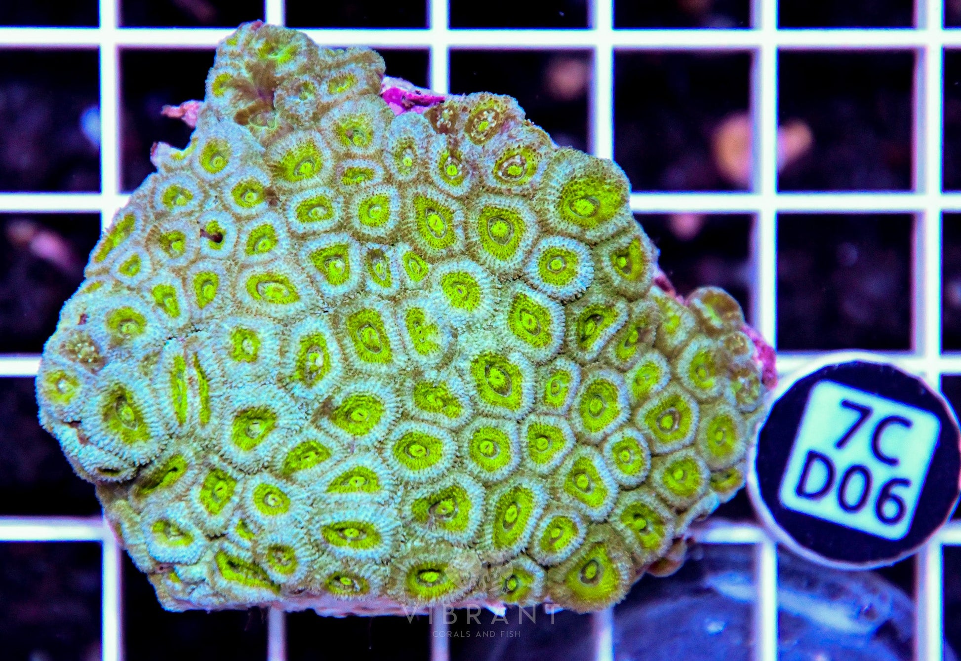 Micromussa INDO