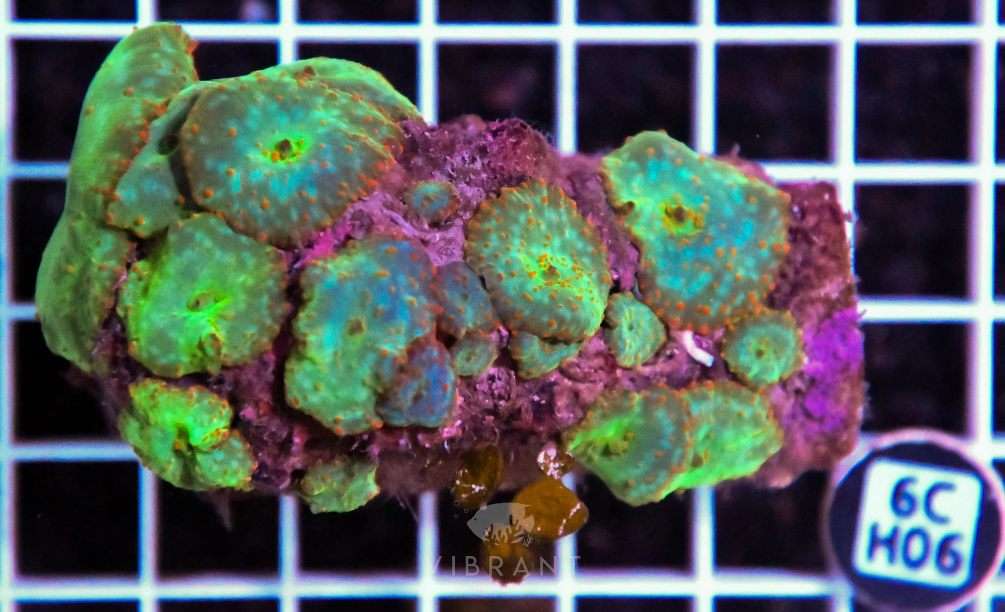 Mushroom INDO W