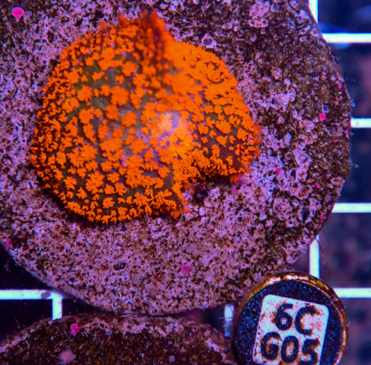 Mushroom INDO