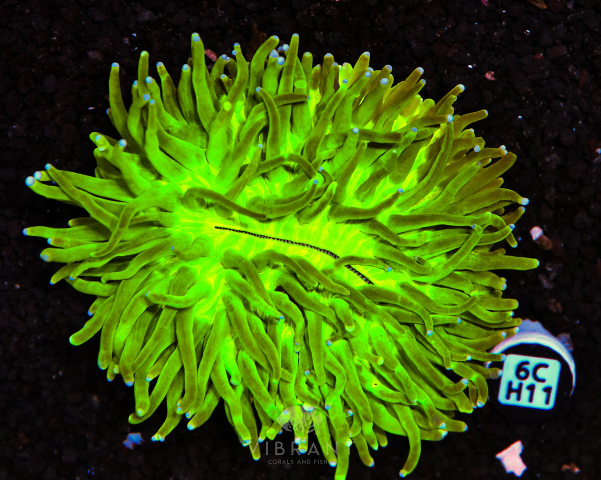 Heliofungia AUS
