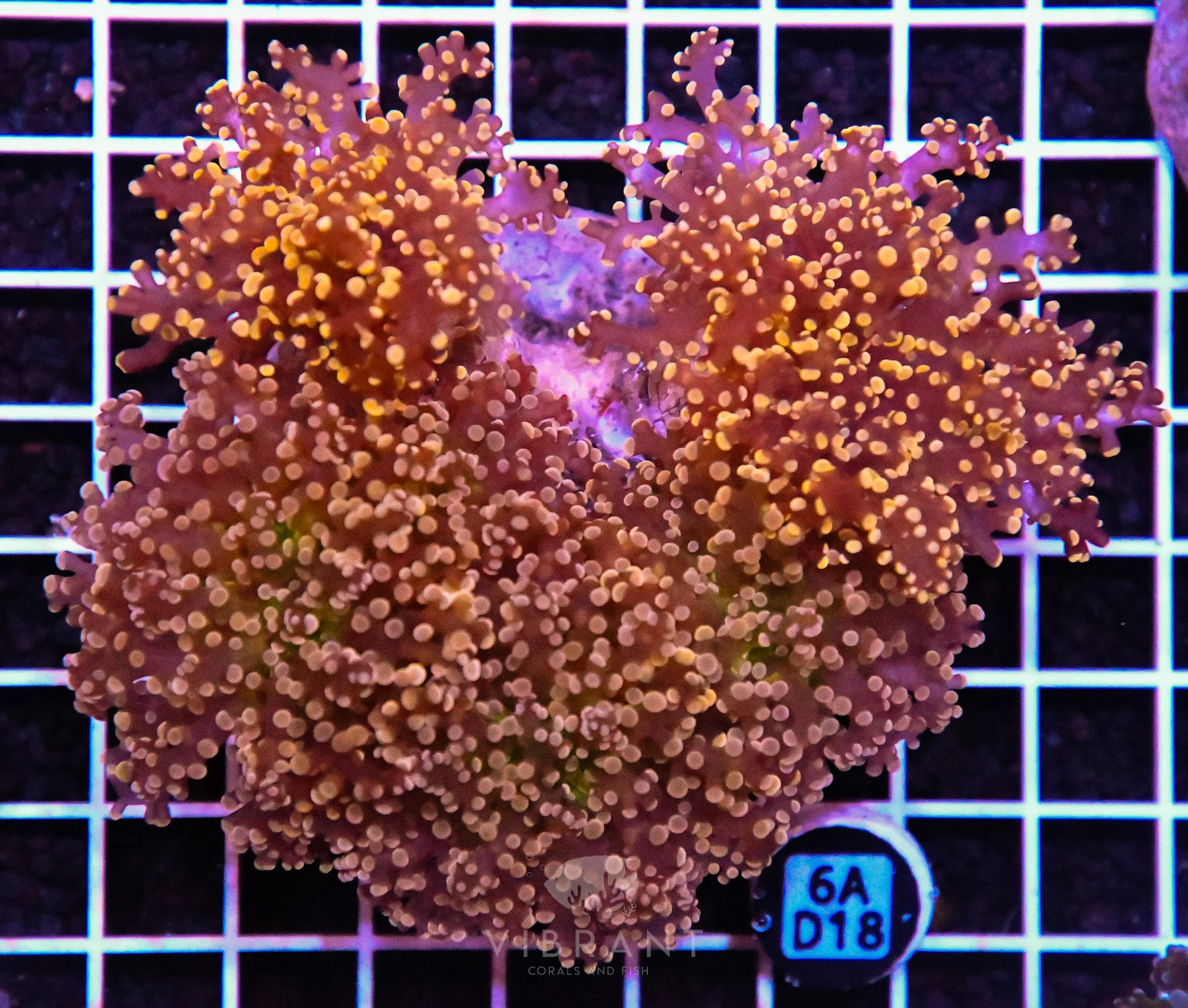 Octospawn Branching INDO