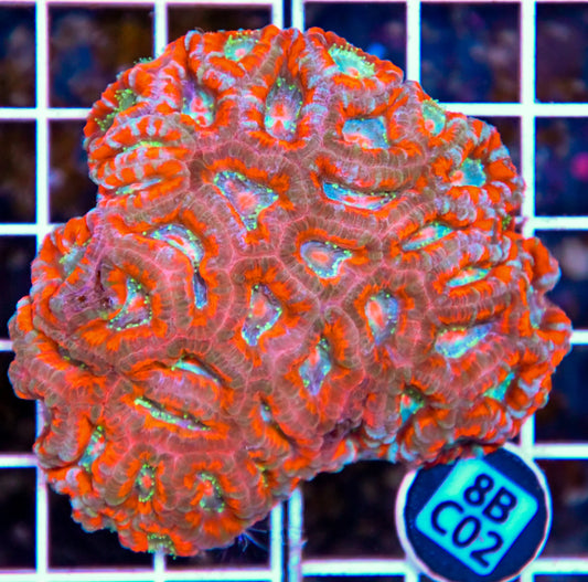 Micromussa WAUS