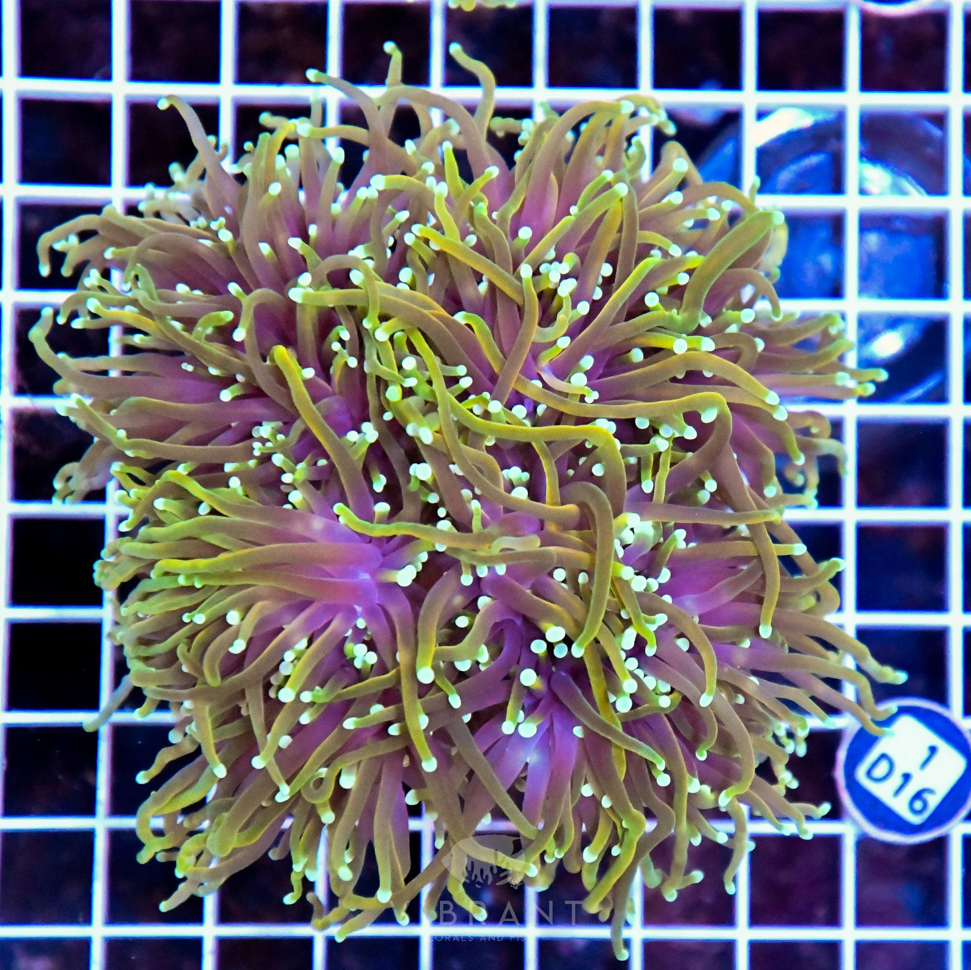 Torch INDO Colony