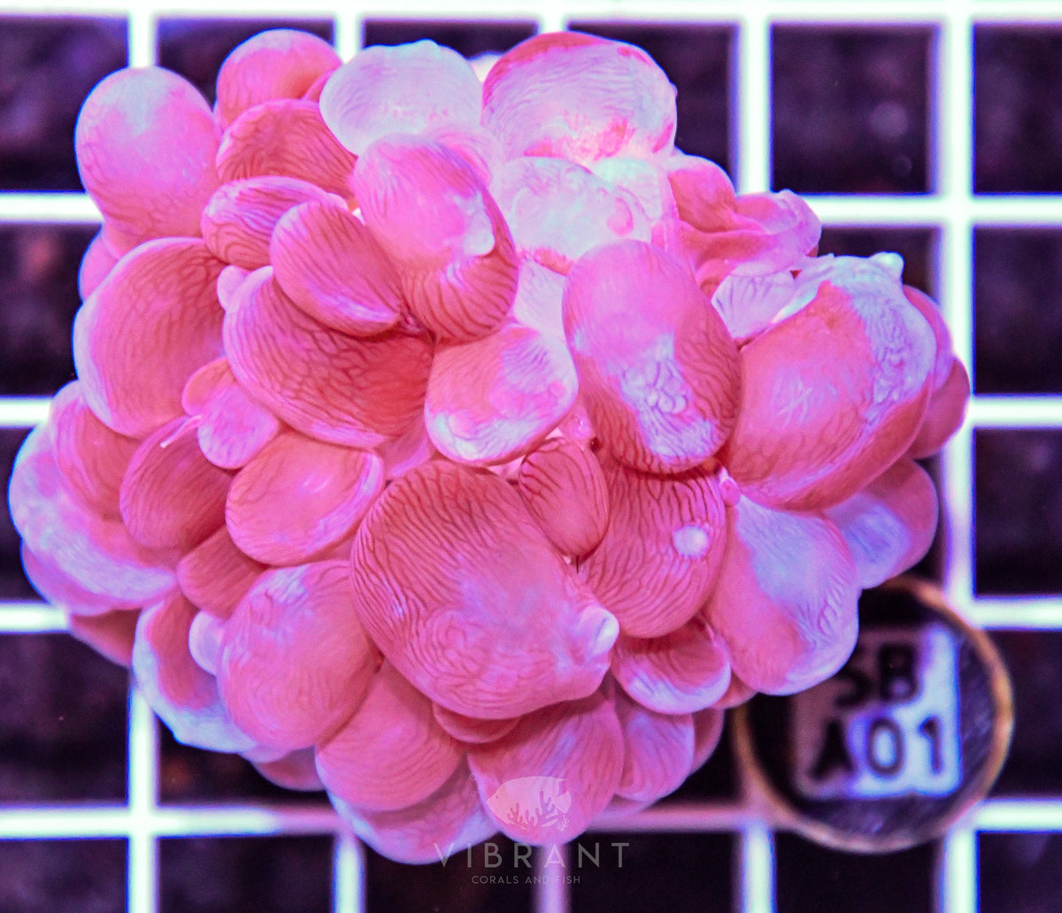 Bubble Coral AUS