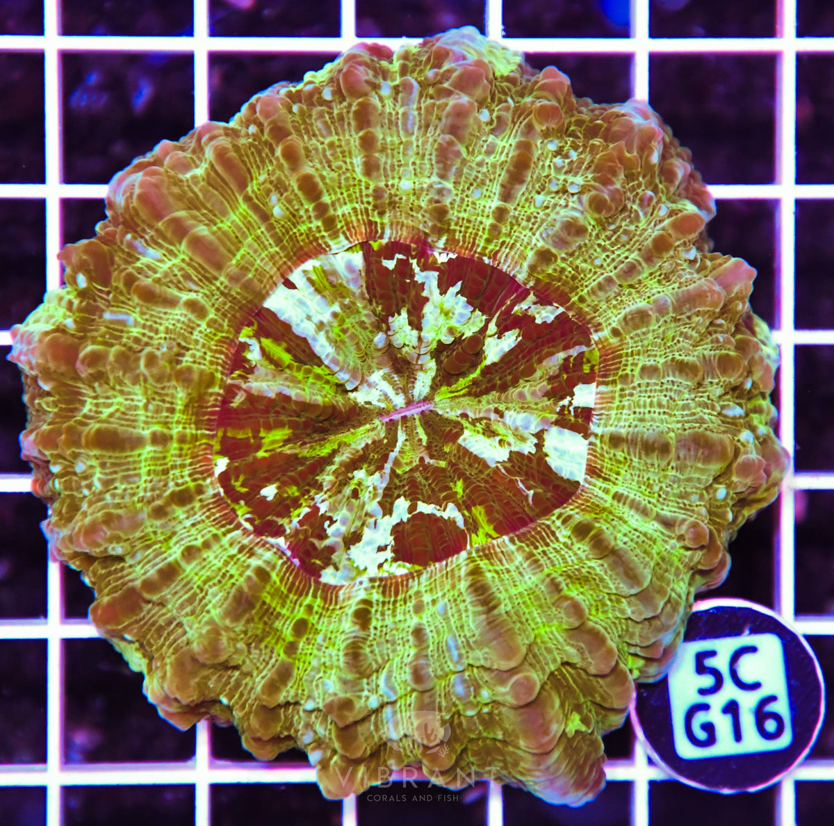 Acanthophyllia AUS