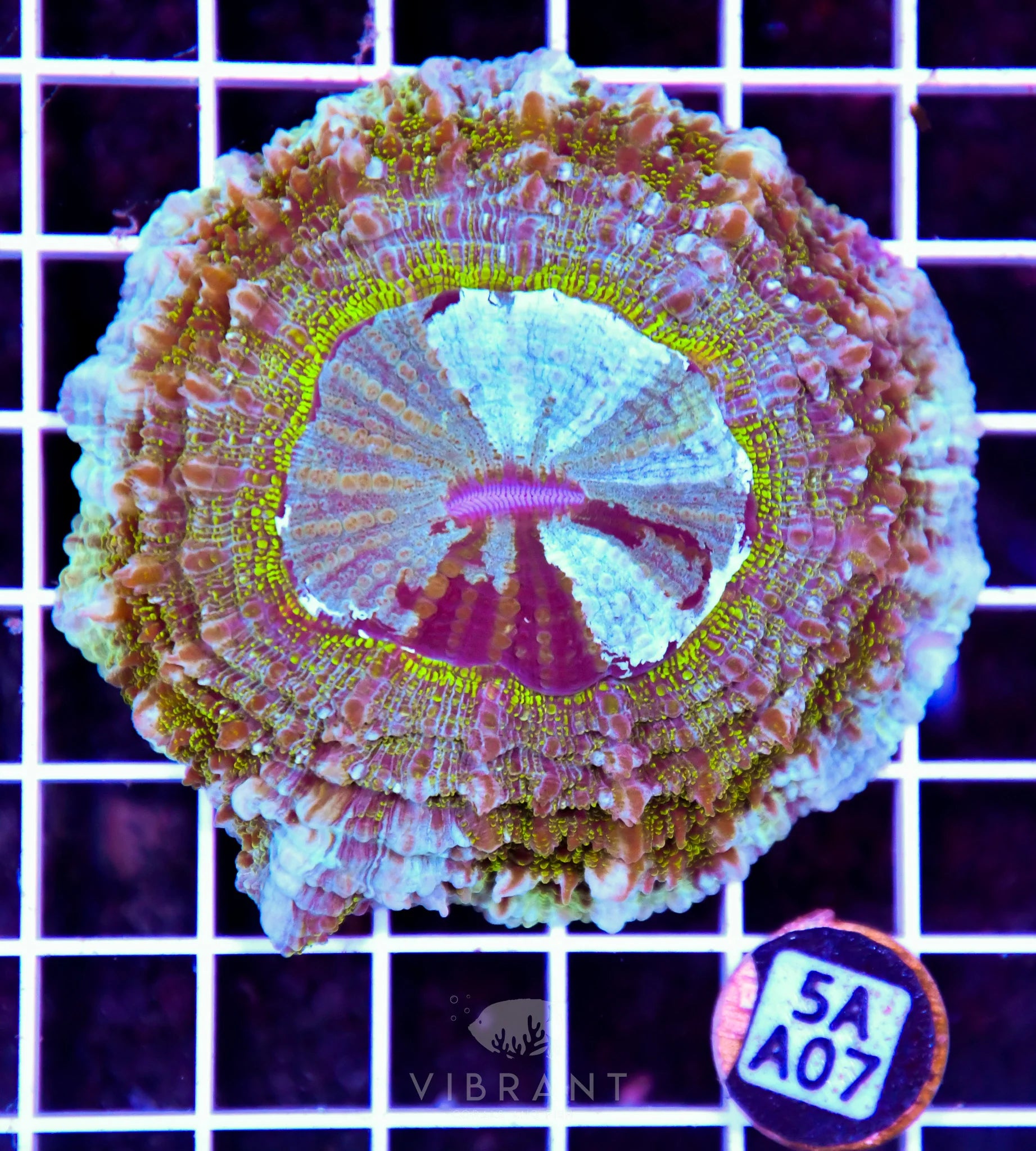 Acanthophyllia AUS