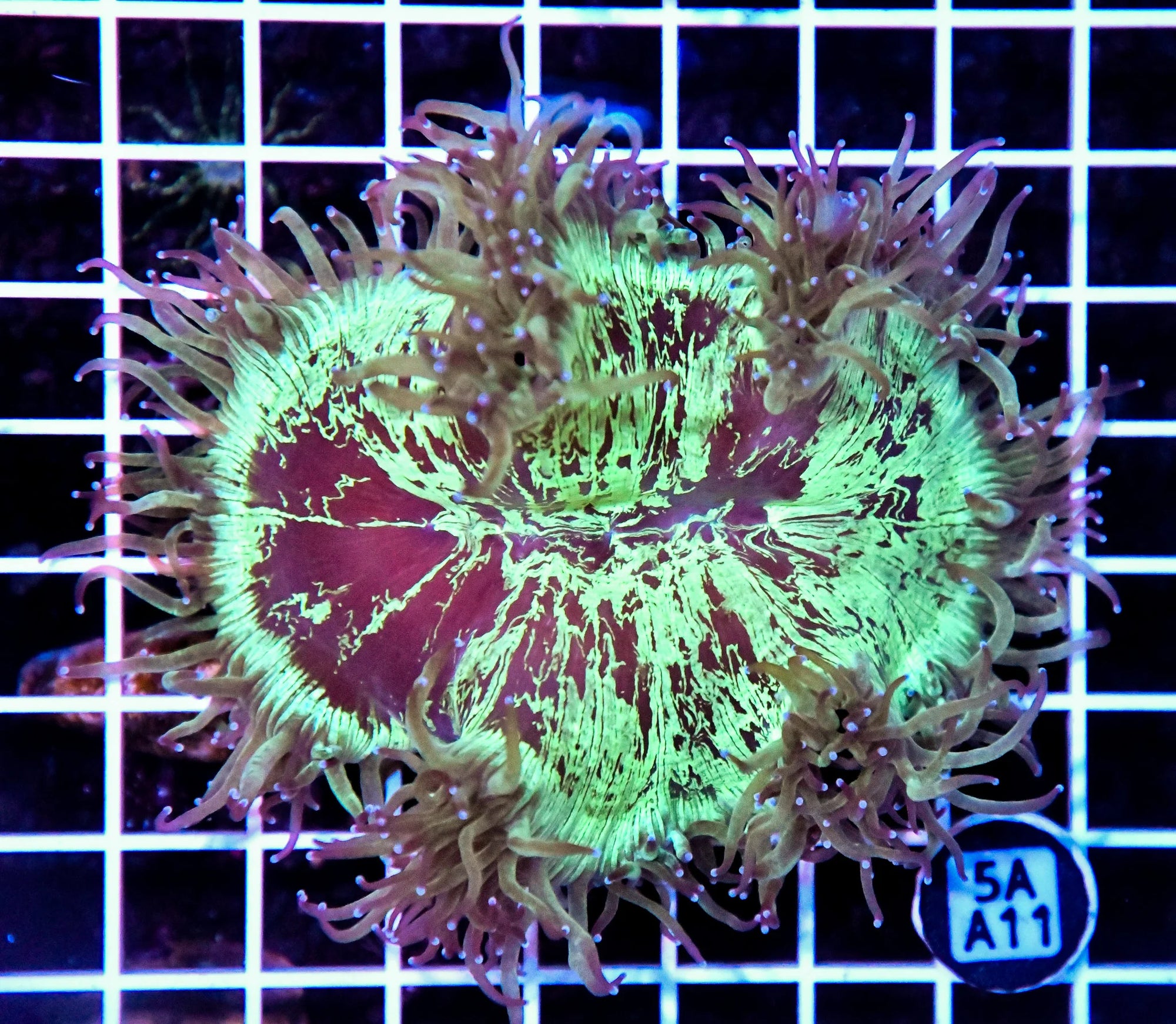 Elegance Cone AUS