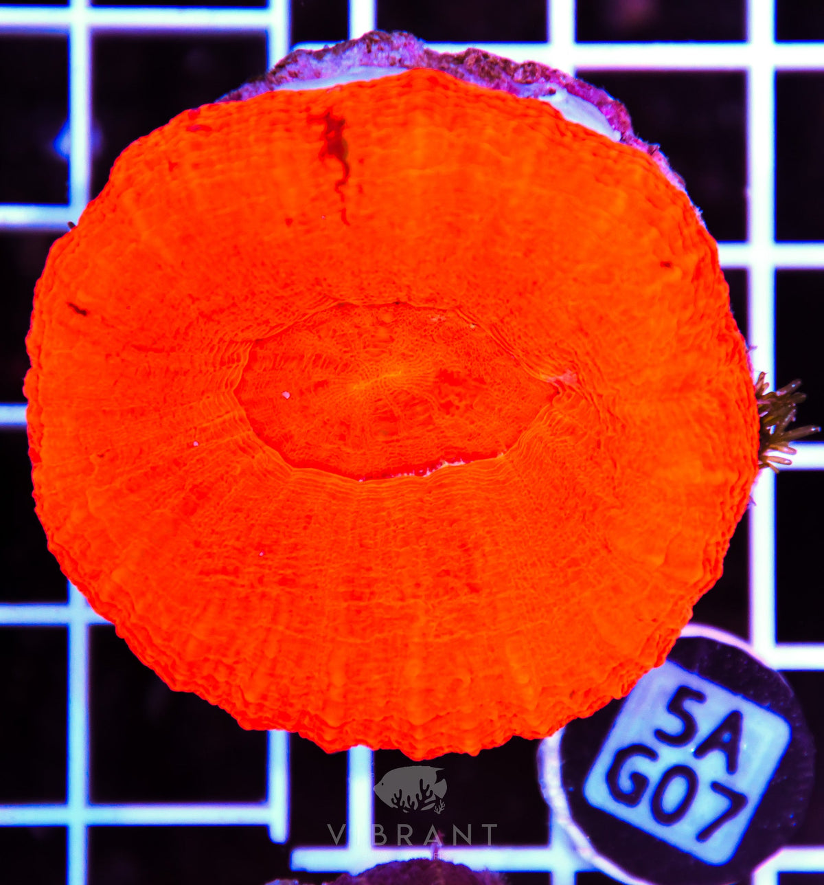 Scoly AUS