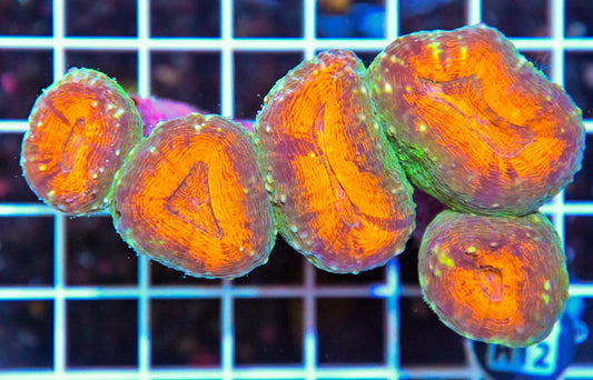 Lobophyllia INDO W