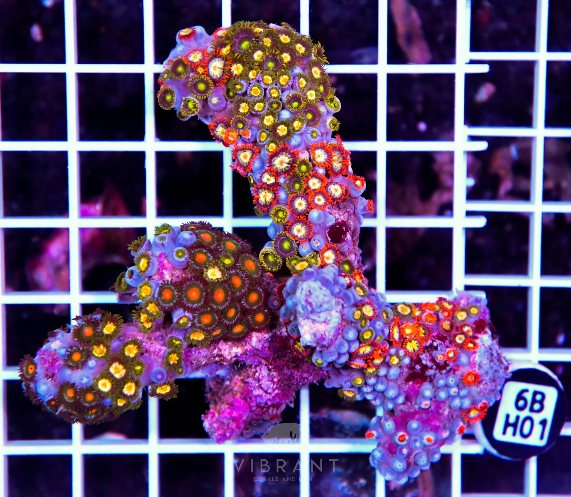 Zoa INDO W