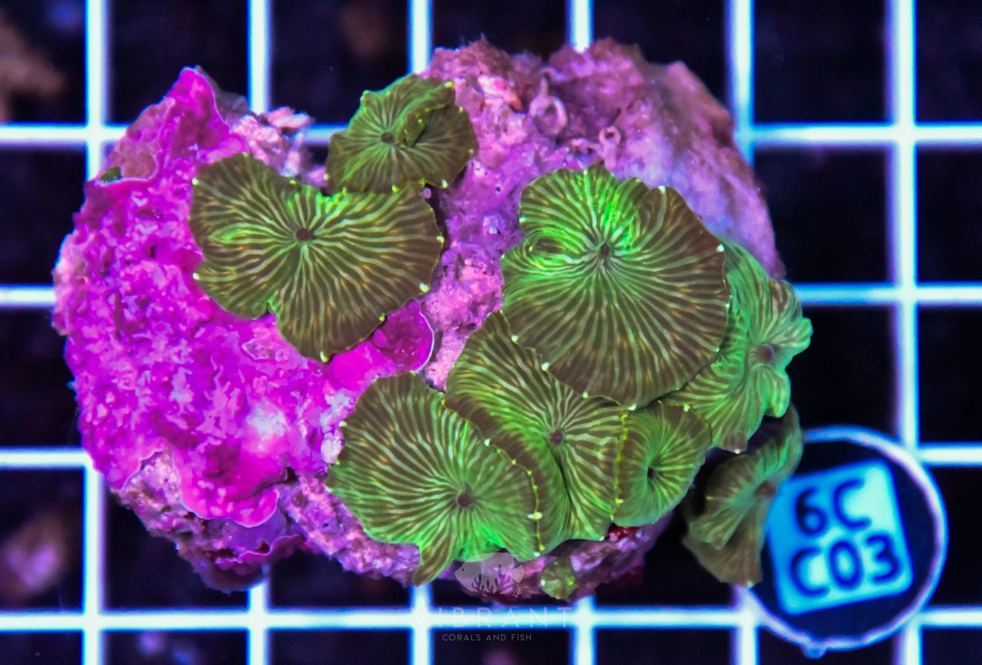 Mushroom INDO W